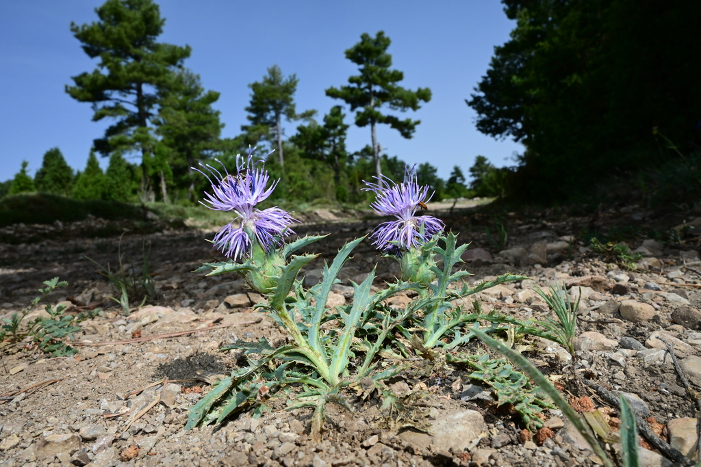 Mountain Safflower