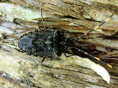 Alcaeus varicornis