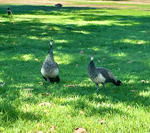 Indian Peafowl