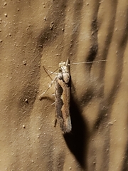 Ornativalva erubescens