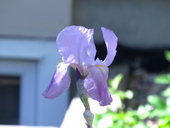 Iris pallida