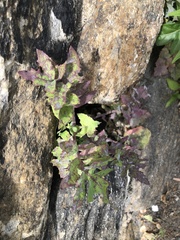 Septoria sonchifolia