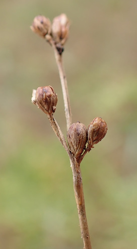 Saltmeadow Rush
