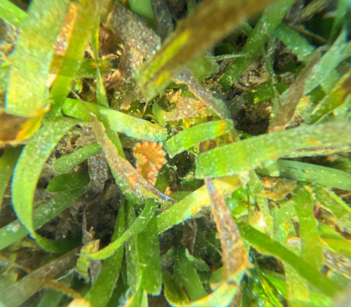 Eurythoe complanata observed 2026-09-26