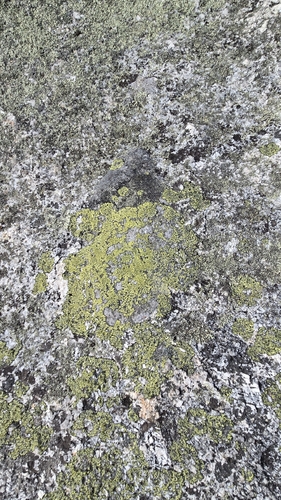 Map Lichens