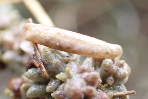 Saltmarsh Case-bearer