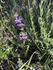 Collinsia concolor