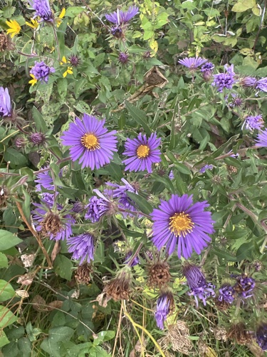 New England aster