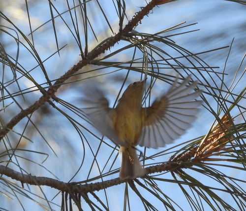 Ruby-crowned Kinglet