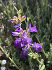 Collinsia concolor
