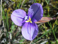 Patersonia occidentalis occidentalis