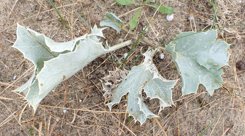 Sea Holly