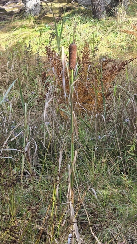 broadleaf cattail