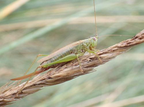 Long-winged Conehead