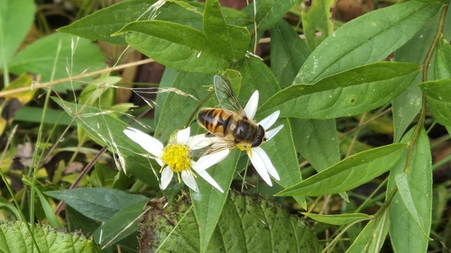 Common Drone Fly