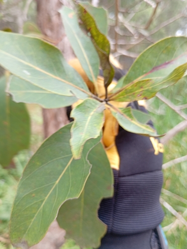 Lophostemon suaveolens observed 2026-09-29