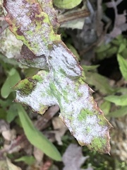 Golovinomyces sonchicola