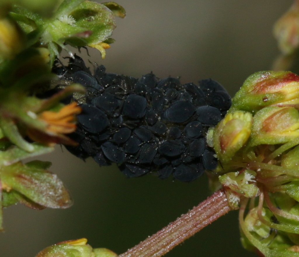Dock Aphid