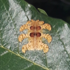 Phobetron hipparchia