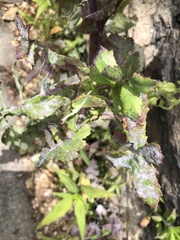 Golovinomyces sonchicola