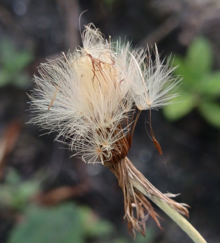Silver Puff