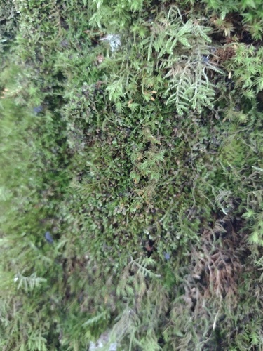 Pseudoleskeella nervosa observed 2026-09-11