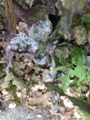 Golovinomyces sonchicola