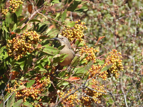 California Thrasher