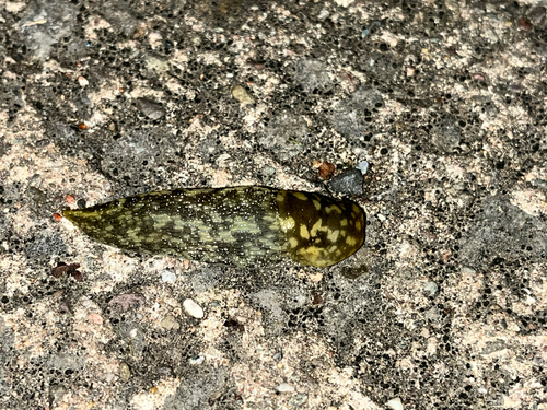 Limacus maculatus, 2026-09-30