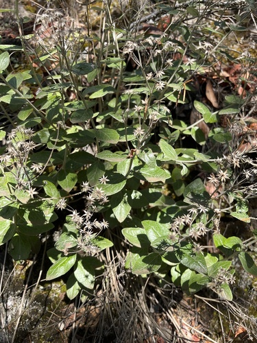 Luina hypoleuca observed 2026-09-30