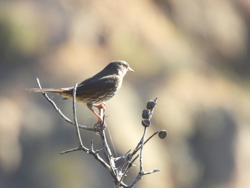 Fox Sparrow