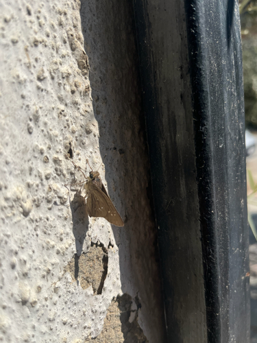 Pale Small-branded Swift