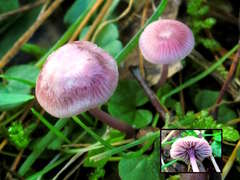 Mycena vinacea