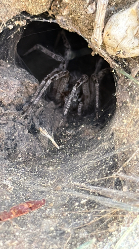 Desert Grass Spider