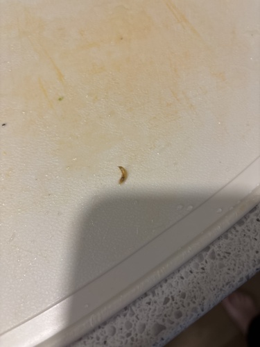 Unknown Species