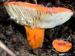 Lactifluus clarkeae