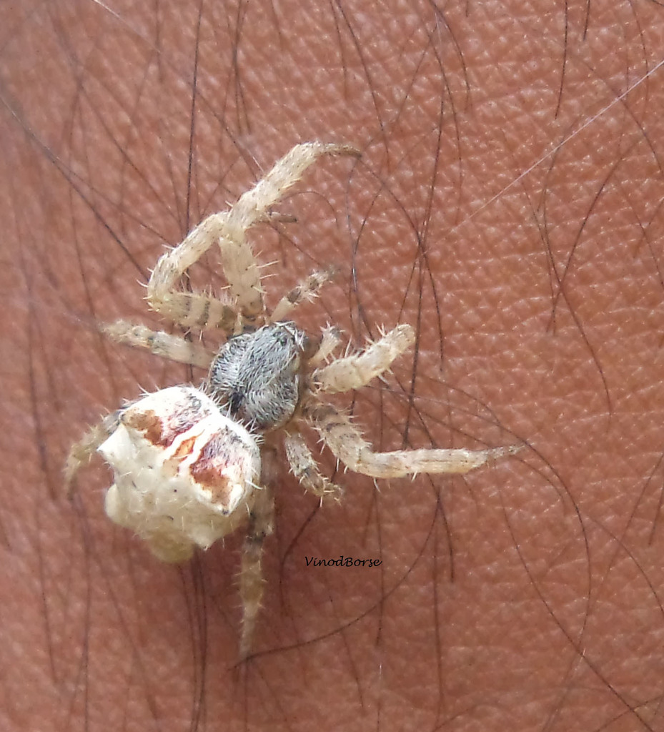 Cyrtophora jabalpurensis