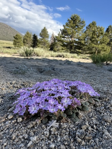 Ramshaw Meadows sand verbena (Abronia alpina)