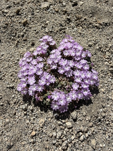 Ramshaw Meadows sand verbena (Abronia alpina)