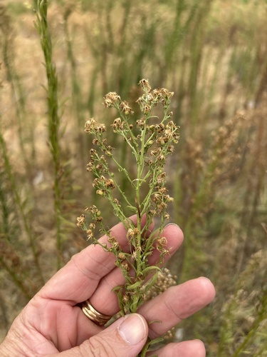 horseweed