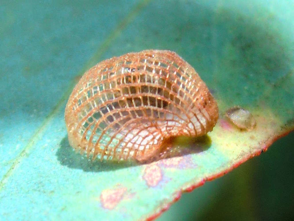 Cardiaspina