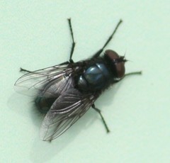 Protophormia