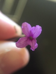 Boechera sparsiflora