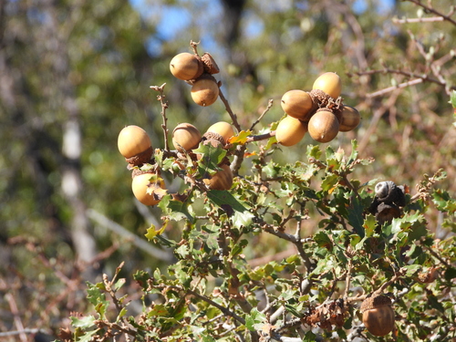 California scrub oak