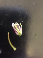 Boechera sparsiflora