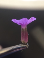 Boechera sparsiflora