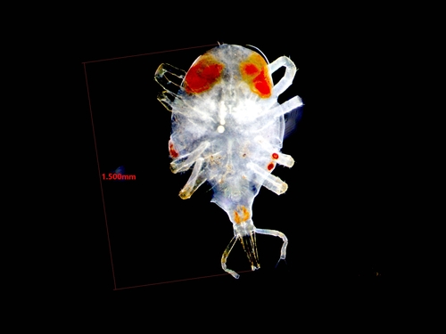Odontoscirus observed 2026-09-26