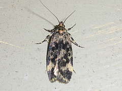 Barea codrella