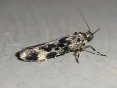 Barea codrella