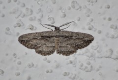 Iridopsis obliquaria